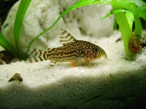 Sterbas Panzerwels Corydoras sterbai

Aufnameort: Aquarium
Kamera: Konica Minolta DiMAGE E 500