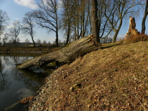 umgefallene ca. 250 Jahre alte Linde aus der Markgrafenzeit in Triesdorf

Aufnameort: Triesdorf
Kamera: nikon coolpix p 90