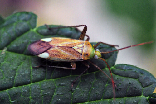 weichwanze-cf-adelphocoris-lineolatus-11360.jpeg