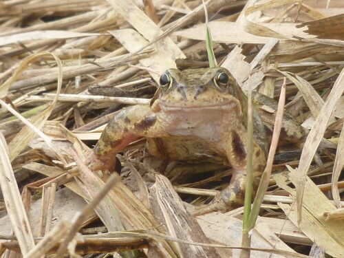 Beim Spaziergang gerieten wir mitten hinein in die Wanderung der Grasfrösche (Rana temporaria) im Selztal bei Ingelheim, die sich jedes Jahr im März auf den Weg zu ihren Laichtümpeln machen. Dieser hier war noch solo unterwegs, übte aber schon fleißig eine möglichst beeindruckende Pose.

Aufnameort: Schwabenheim, Rheinland-Pfalz
