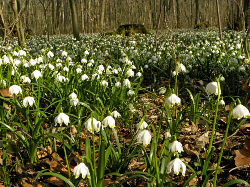 

Aufnameort: im Märzenbecherwald bei Ettenstadt in Mittelfranken
Kamera: nikon coolpix p 90