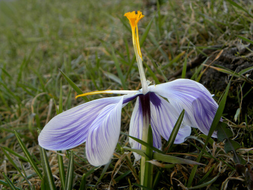 verblühender Krokus

Aufnameort: Weidenbach
Kamera: nikon coolpix P 90