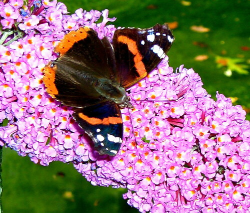 Mal eine kleine Ruhepause.

Aufnameort: Im Garten
Kamera: PowerShot SX110 IS