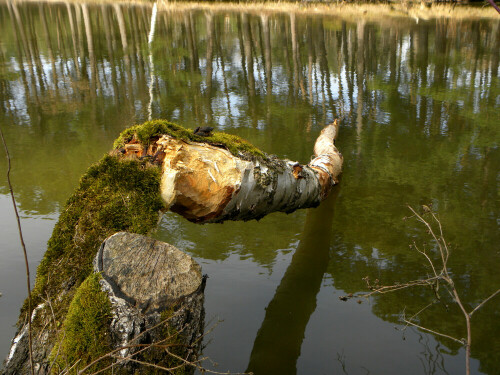 

Aufnameort: Brunner Weiher bei Ehingen
Kamera: nikon coolpix P 90