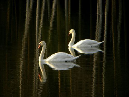 

Aufnameort: Brunner Weiher bei Ehingen
Kamera: nikon coolpix P 90