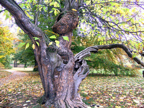 alter Baum im Schloßpark Pillnitz bei Dresden/Sachsen

Aufnameort: Schloßpark  Schloß Pillnitz bei Dresden/Sachsen
Kamera: Kodak  DX 7440