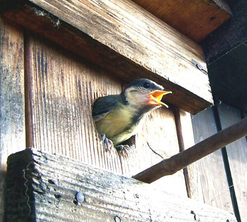 Ausfliegendes Kohlmeisenjunges

Aufnameort: Kleingarten in Dohna/Sachsen
Kamera: Kodak DX 7440