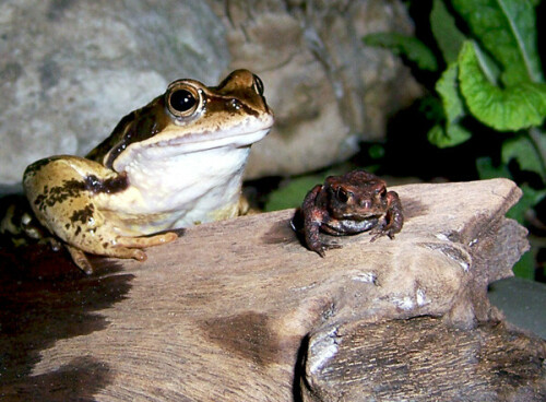 Grasfrosch und Erdkrötenbaby im Gartenteich

Aufnameort: Kleingarten in Dohna/Sachsen
Kamera: Kodak Z980