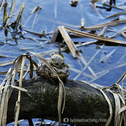 am Ellertshäuser See: Frosch-Hochzeit

Aufnameort: Ellertshäuser See/Unterfranken
Kamera: Nikon D90, 18-105