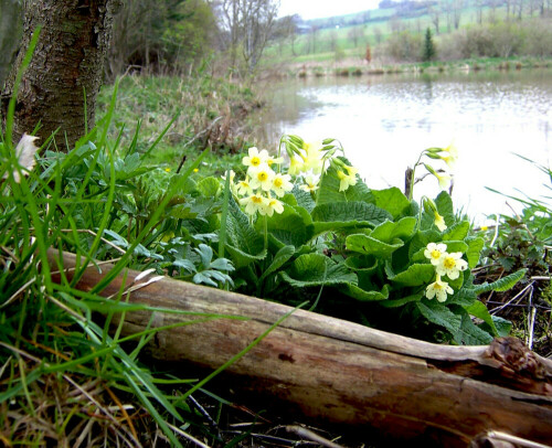 Frühlingsboten am Teich

Aufnameort: Wilischgebiet bei Hirschbach/Sachsen
Kamera: Kodak DX 7440