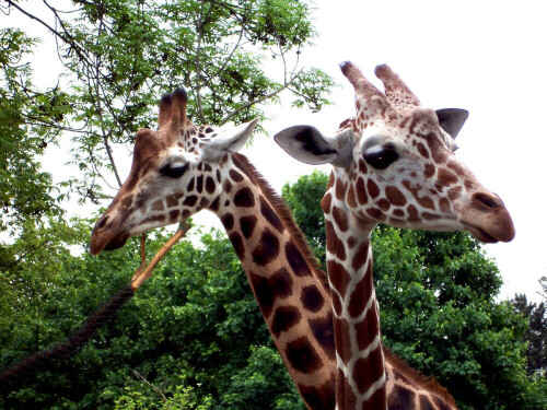 Giraffen im Dresdner ZOO

Aufnameort: ZOO Dresden
Kamera: Kodak Z980