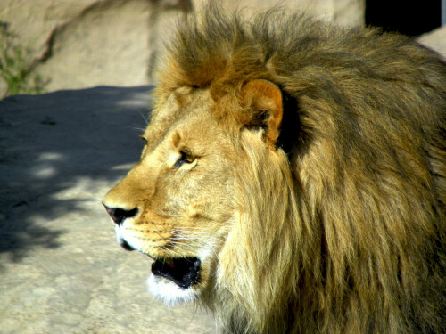 Löwe im Dresdner ZOO

Aufnameort: ZOO Dresden
Kamera: Kodak Z980