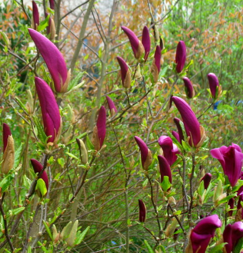 Wie Haifischzähne ragen die Magnolienknospen in den Frühlingshimmel

Aufnameort: Marburg, Vorgarten An der Zahlbach 19, 17.04.2011
Kamera: Canon Power Shot A620 1/160; 2,8; 7,3mm