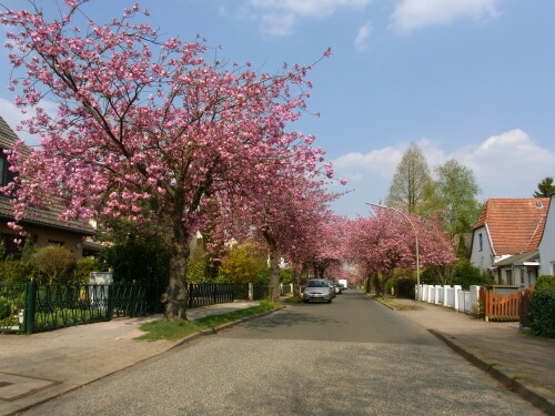 Allee mit japan. Kirsche

Aufnameort: Hamburg, Wilsdorfer Allee
Kamera: Ricoh 4