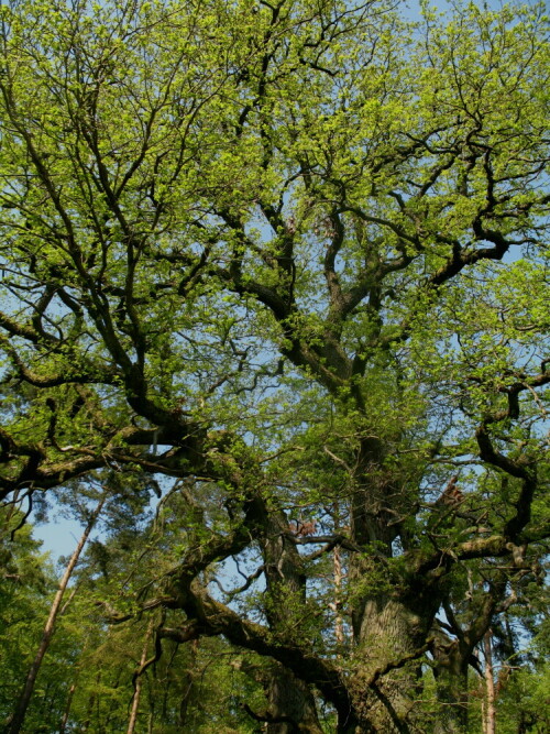 Die Äste dieser alten Huteeiche "tanzen" ind den Himmel hinein.

Aufnameort: Wald bei Cölbe- Schönbach, auf dem Junkerpfad
Kamera: Canon Power Shot A620 1/80; 4,0; 7,3mm