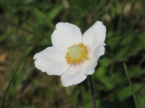 anemone-16307.jpeg