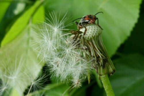 Käfer auf dem Rest einer Löwenzahnblüte

Aufnameort: Stadtlohn
Kamera: AL 530 zoom Kamera