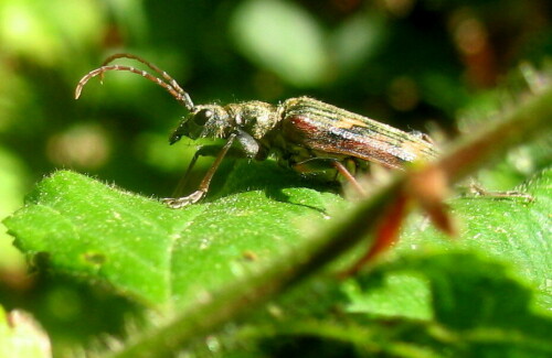 gelbbindiger-zangenbock-rhagium-bifasciatum-9360.jpeg