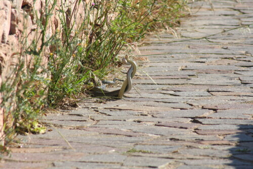 Bin kein Schlangenexperte, aber ich nehme an, dass es die Zornnatter Hierophis viridiflavus ist. Ein später Nachmittag an einem warmen Mai-tag.

Aufnameort: Sardinien
Kamera: Canon 40D