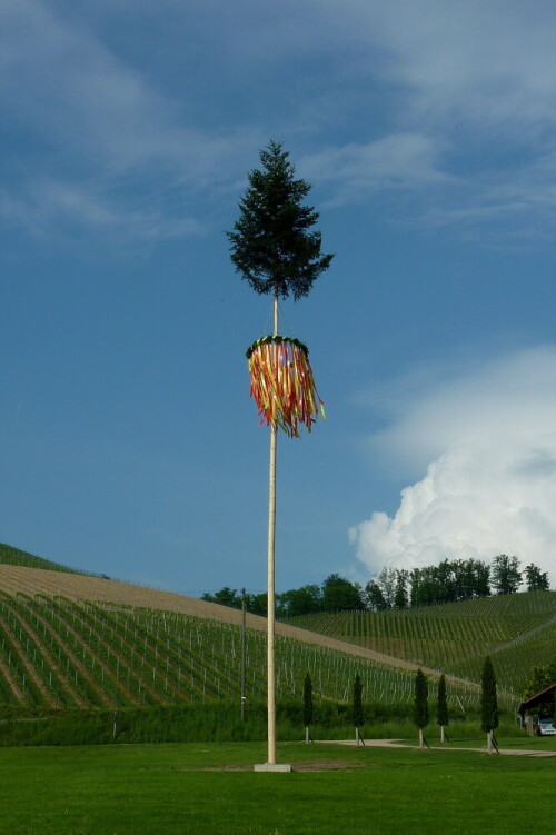 war auch mal ein Baum - der Maibaum

Aufnameort: Durbach/Ortenau
Kamera: Panasonic