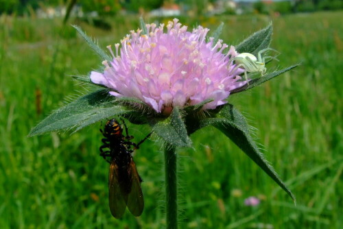 Gemeinschaftsblüte von Synema globosum und Misumena vatia

Aufnameort: Nahetal
