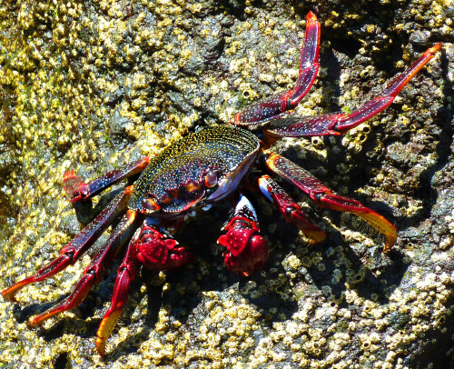 Die an den Felsstränden der Kanarischen Inseln verbreiteten, aber sehr scheuen Felsenkrabben werden mit zunehmendem Alter immer bunter.

Aufnameort: Playa Bollullo, Tenerife.
Kamera: Panasonic DMC-FZ200