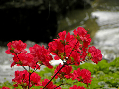 roter-rhododendron-5908.jpeg