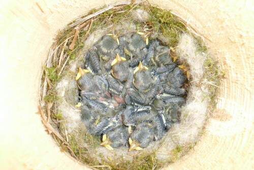 10 Blaumeisen drängen sich im engen Kasten

Aufnameort: Stadtlohn bei mir im Garten
Kamera: AL 530 zoom Kamera