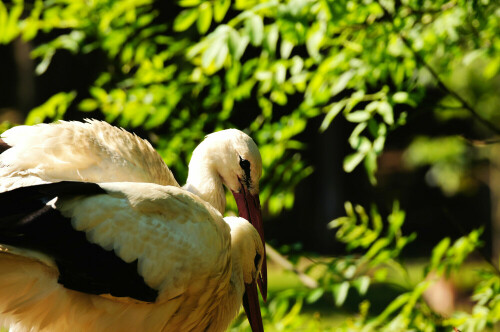 

Aufnameort: Wildpark Poing bei München
Kamera: Sony Alpha 580