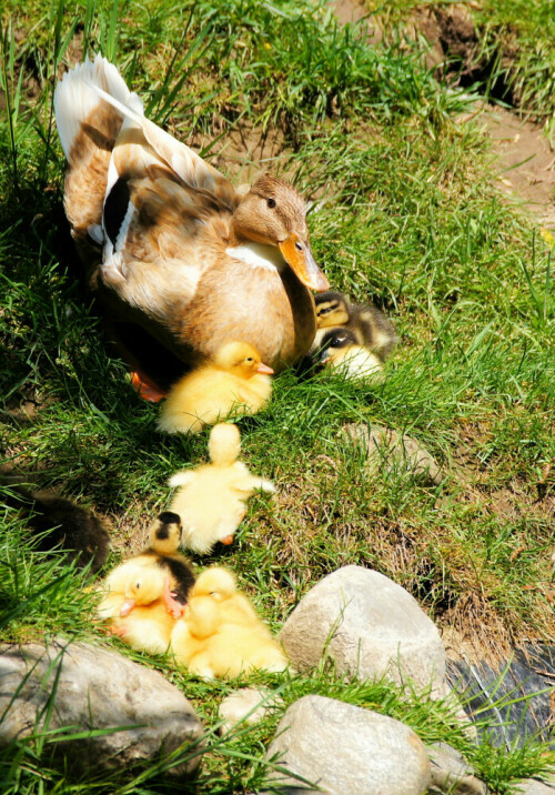 

Aufnameort: Wildpark Poing bei München
Kamera: Sony Alpha 580