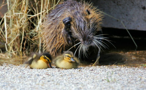 

Aufnameort: Wildpark Poing bei München
Kamera: Sony Alpha 580