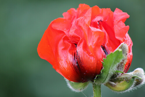 die-mohn-blume-5964.jpeg