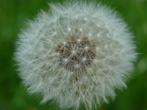 pusteblume-6089.jpeg