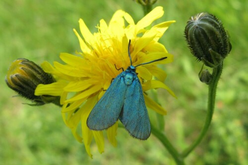 schmetterling-grunwidderchen-6093.jpeg