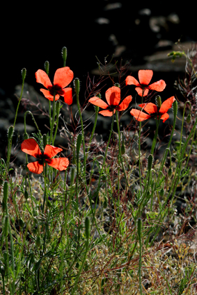 sandmohn-am-bahndamm-5954.jpeg