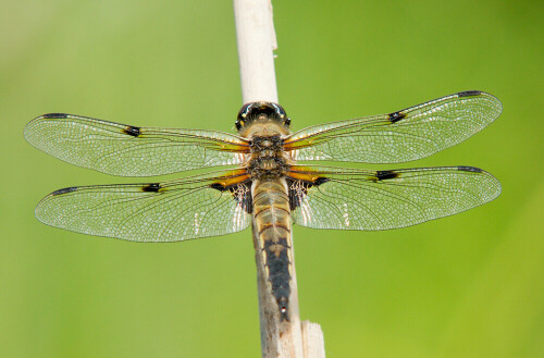 Libelle

Aufnameort: Blieskastel
Kamera: Sony Alpha 550