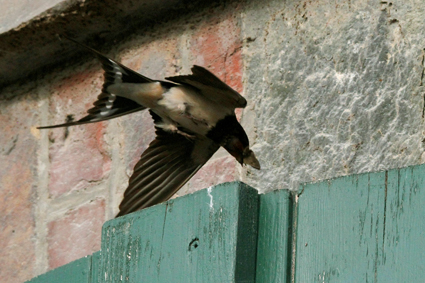 rauchschwalbe-fliegt-durch-spalt-im-scheunentor-5953.jpeg