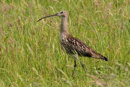 brachvogel-in-wiese-5970.jpeg