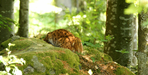 eines der Luchse im Nationalpark Bayerischer Wald...
An dem Tag haben sie sich versteckt und kaum ein Besucher hat sie gefunden - ich gehörte zu den Glücklichen, auch wenn ich nur seinen Rücken fotografieren konnte :-)

Aufnameort: Nationalpark Bayerischer Wald
