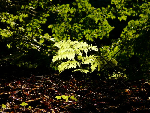 

Aufnameort: Stadtwald in Gelsenkirchen-Buer
Kamera: Lumix FZ 100