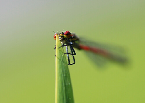 

Aufnameort: Regen/Bay. wald
Kamera: Canon EOS 50D