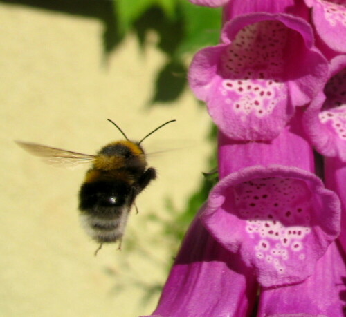 Am 2.6.2011 herrschte rund um die Digitalispflanzen, die sich in unserem Garten regelmäßig selbst aussäen, reger Flugverkehr vor allem verschiedener Hummelarten, vorwiegend Ackerhummel, Steinhummel und Erdhummel.

Aufnameort: Marburg, Vorgarten An der Zahlbach 19
Kamera: Canon Power Shot A620, 1/1250; 3,2; 7,3mm