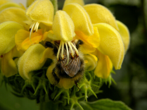 Hummel in Nesselblüte

Aufnameort: Weidenbach
Kamera: Nikon Coolpix P 90