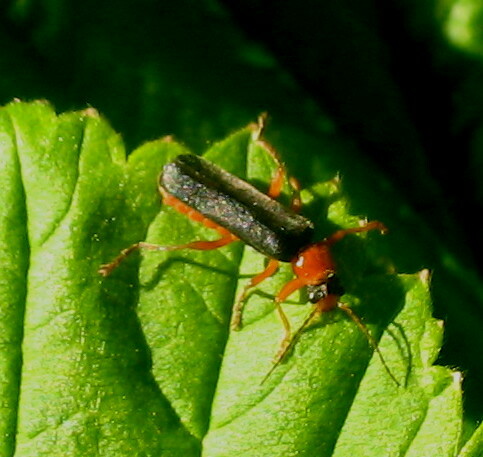 Sie ernähren sich überwiegend von anderen Insekten - hier scheint er eine Spur zu verfolgen

Aufnameort: Marburg, An der Zahlbach 19, Garten 02.06.2011
Kamera: Canon Power Shot A620 1/320; 2,8; 7,3mm