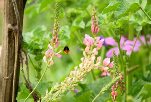 hummel-paradies-6028.jpeg
