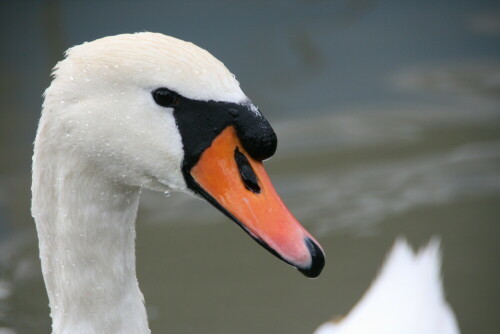 schwan-6092.jpeg