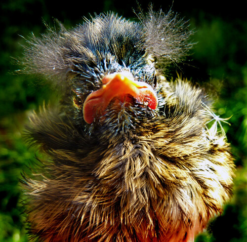 aus dem Nest geschlüpfte Jungamsel im Gebüsch

Aufnameort: Weidenbach (Mittelfranken)
Kamera: Panasonic DMC-FZ200