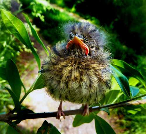 ausgeflogener Jungvogel der Amsel

Aufnameort: Weidenbach (Mittelfranken)
Kamera: Panasonic DMC-FZ200