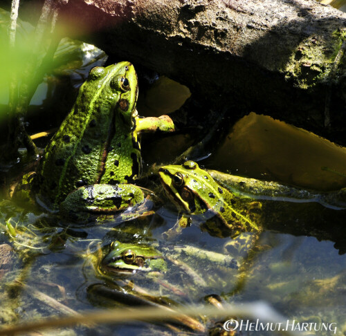 Grünfrösche in einem Tümpel am Golfplatz Maria Bildhausen bei Bad Neustadt/Saale, Unterfranken

Aufnameort: Rhön-Grabfeld, Unterfranken, Bayern
Kamera: Nikon D90, 70-300