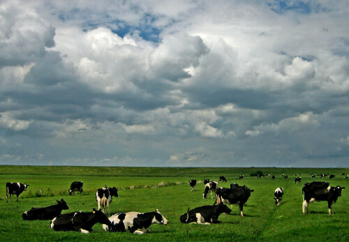 (Titel nicht ganz ernst gemeint)

Aufnameort: Nähe Leer (Ostfriesland)
Kamera: Canon IXUS 55